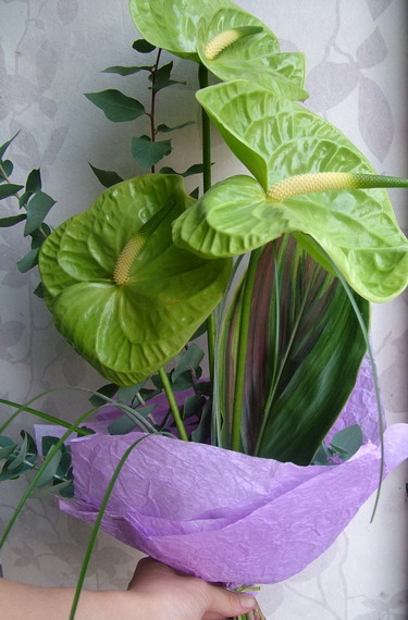 flower delivery Budapest - 3 stems of anthuriums in a tall arrangement